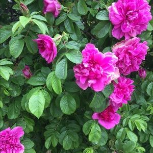 Meet your Posher, Abby